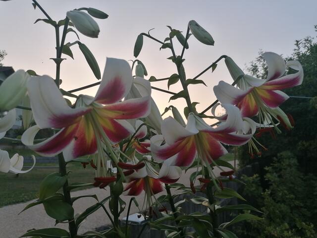 Lilie um 21 Uhr fotograviert