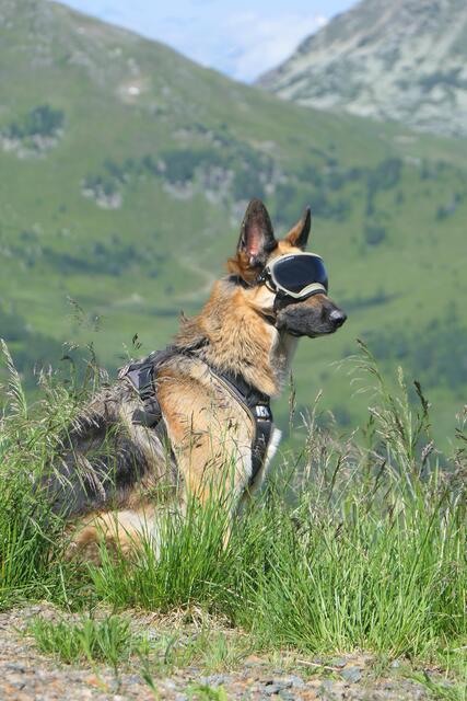 Bella aus Chemnitz bei einer Wandertour auf der Turracher Höhe
"Schutz der Hundeaugen vor dem grellen Sonnenlicht" | Foto: Gerhard Schrödl