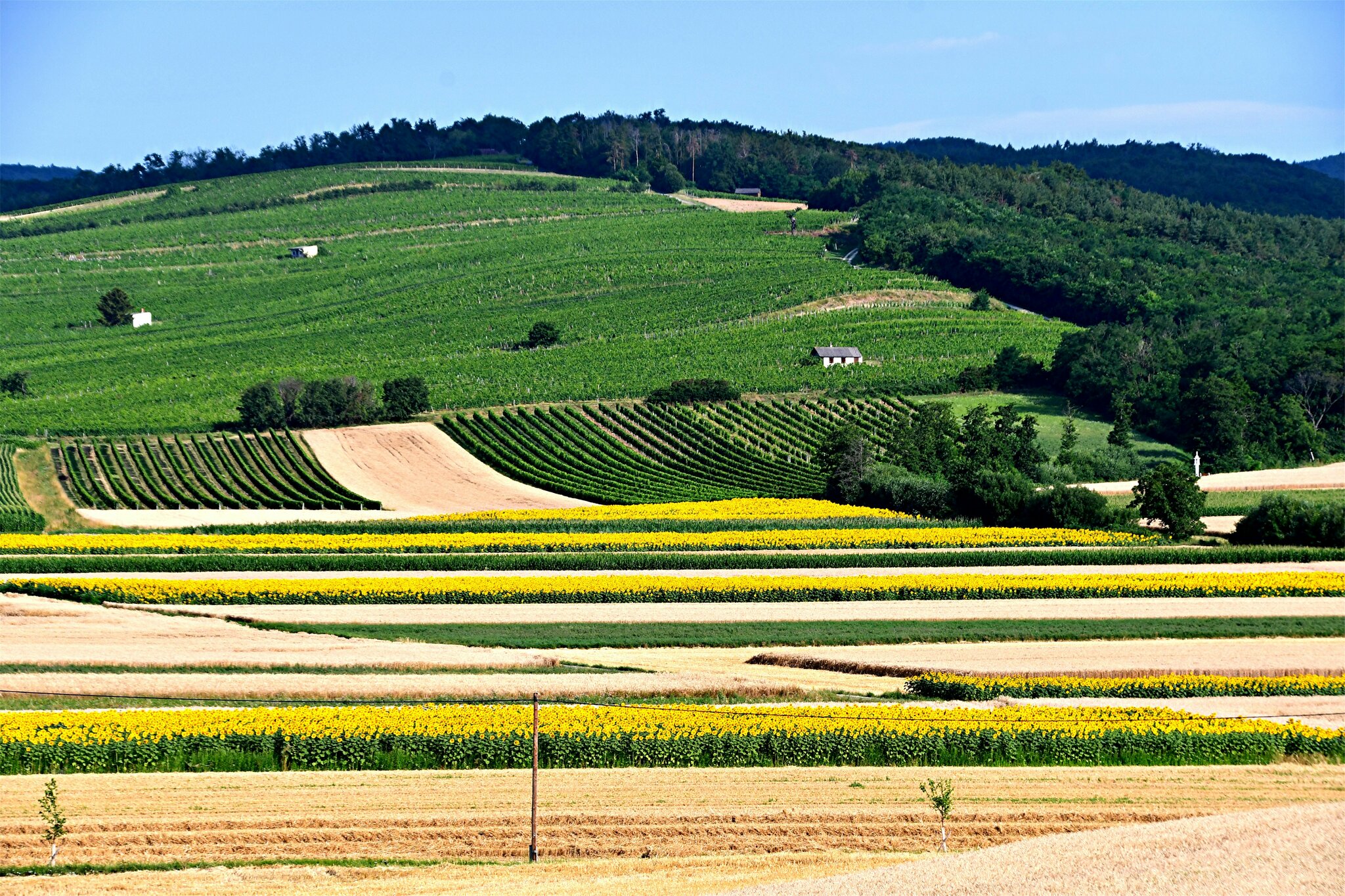 Felder Wiesen und Auen, leuchtendes Ährengold....