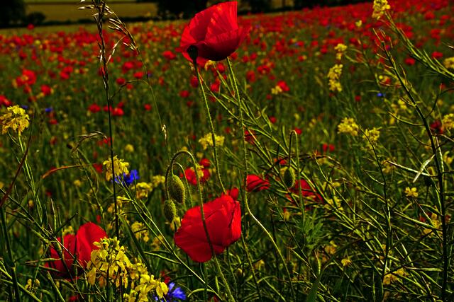 Mohnblumen