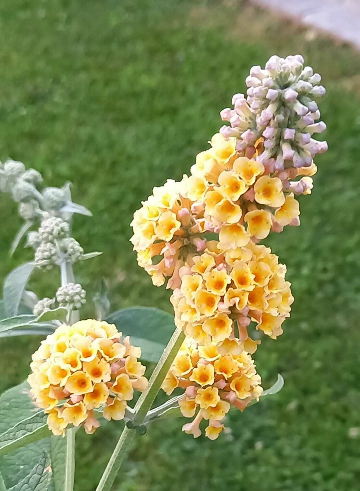 Wenn der gelbe Flieder wieder blüht!