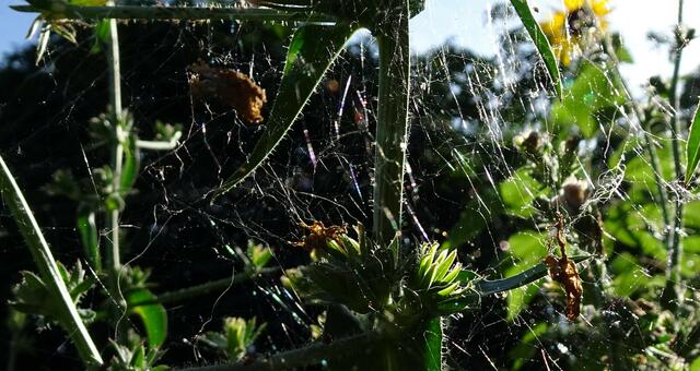 wunderschönes Werk einer fleissigen Spinne