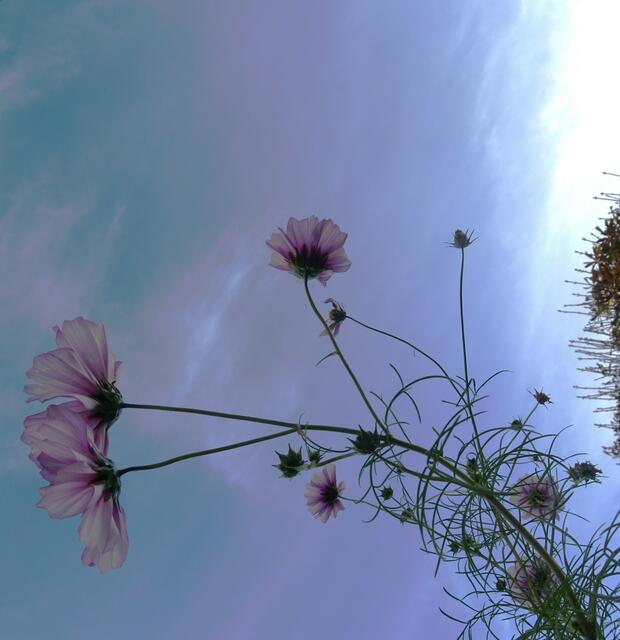 zartes Schmuckkörbchen