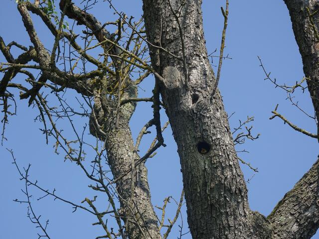 Kinderstube von Familie Amsel....