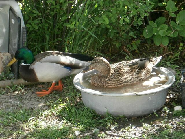 Daisy and Duck