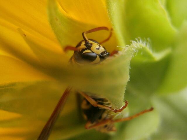 Wespe hat ein neues Zuhause gefunden.  | Foto: Sonnenblumenmieter 