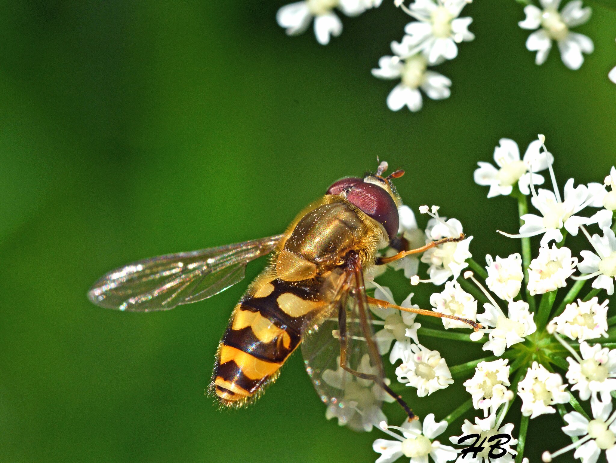 karneval-bei-tieren-mimikry-z-b-schwebfliege