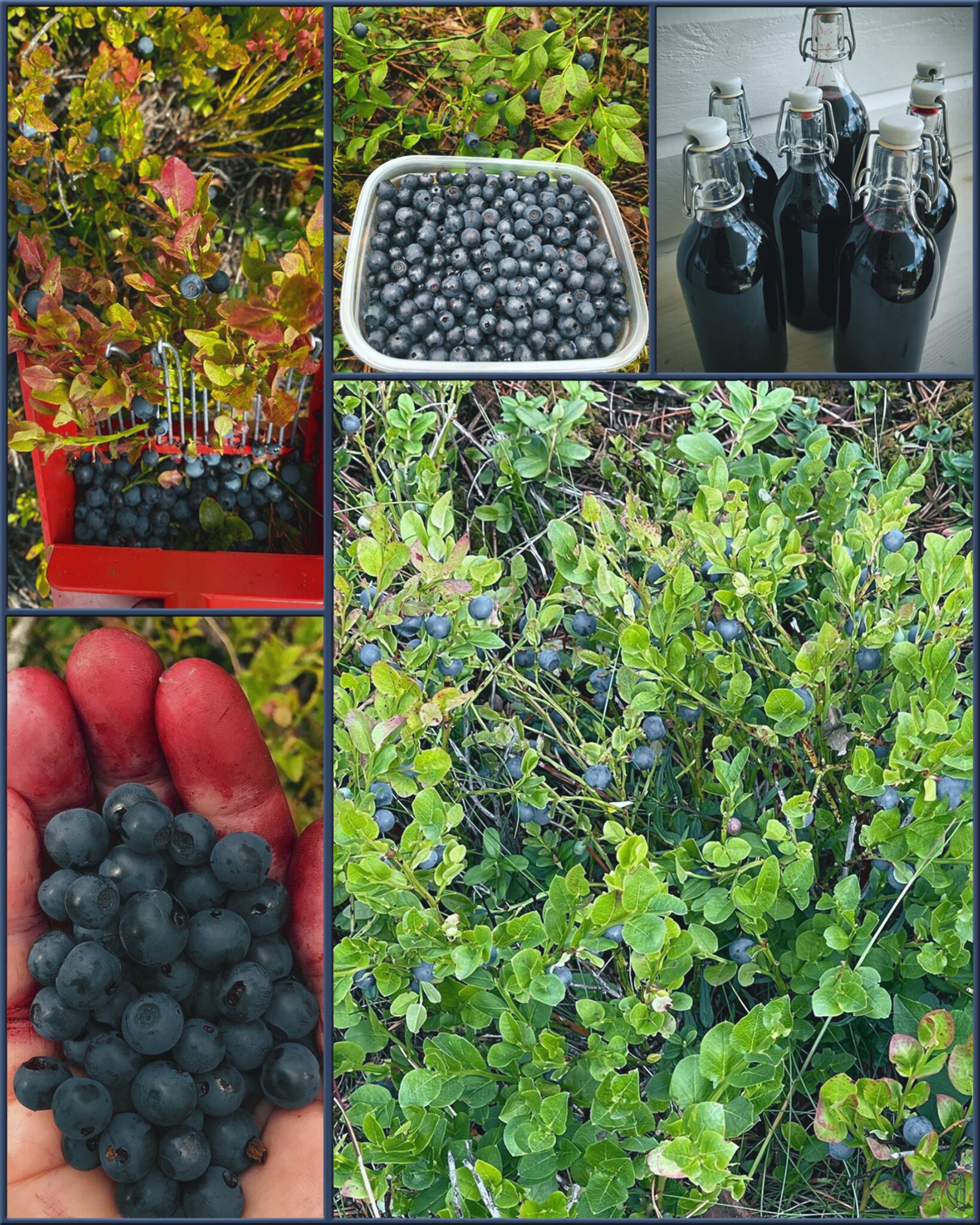 Die Heidelbeeren sind reif!