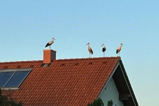 Rast in Rems | Foto: Monika Mugrauer