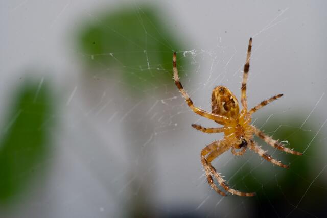 Diese Kreuzspinne hat auf unserem Balkon ihr Revier eingerichtet und wartet geduldig darauf, dass sich Mücken und andere Insekten verfangen. | Foto: Santrucek