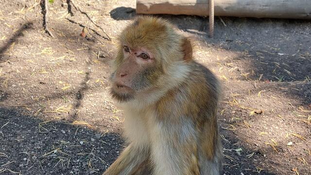 Weisser Zoo Kernhof