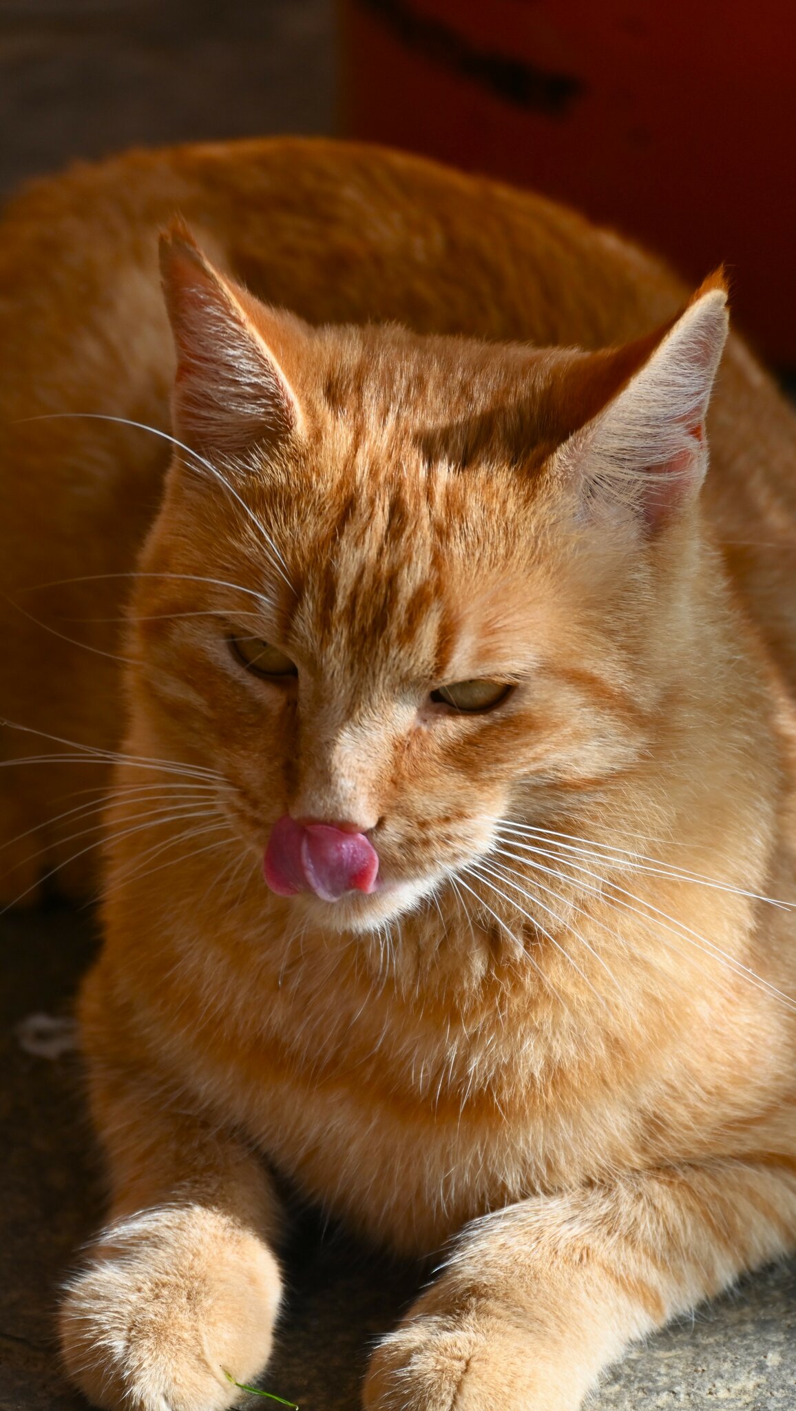 Es Hat Gut Geschmeckt Spanisch Es hat geschmeckt