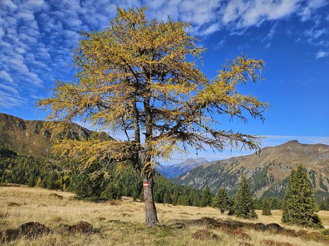 Herbstfarben, Bärntalalm, Sankt Johann am Tauern, Triebener Tauern | Foto: Christian Hahn