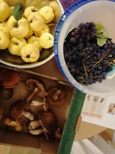 Die letzte Ernte für heuer, Quitten, Isabellatrauben, Pilze | Foto: T.Gregoritsch