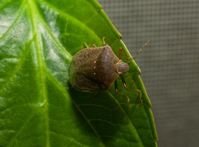 Aus der Nähe betrachtet sind die Stinkewanzen sogar fotogen. | Foto: Santrucek
