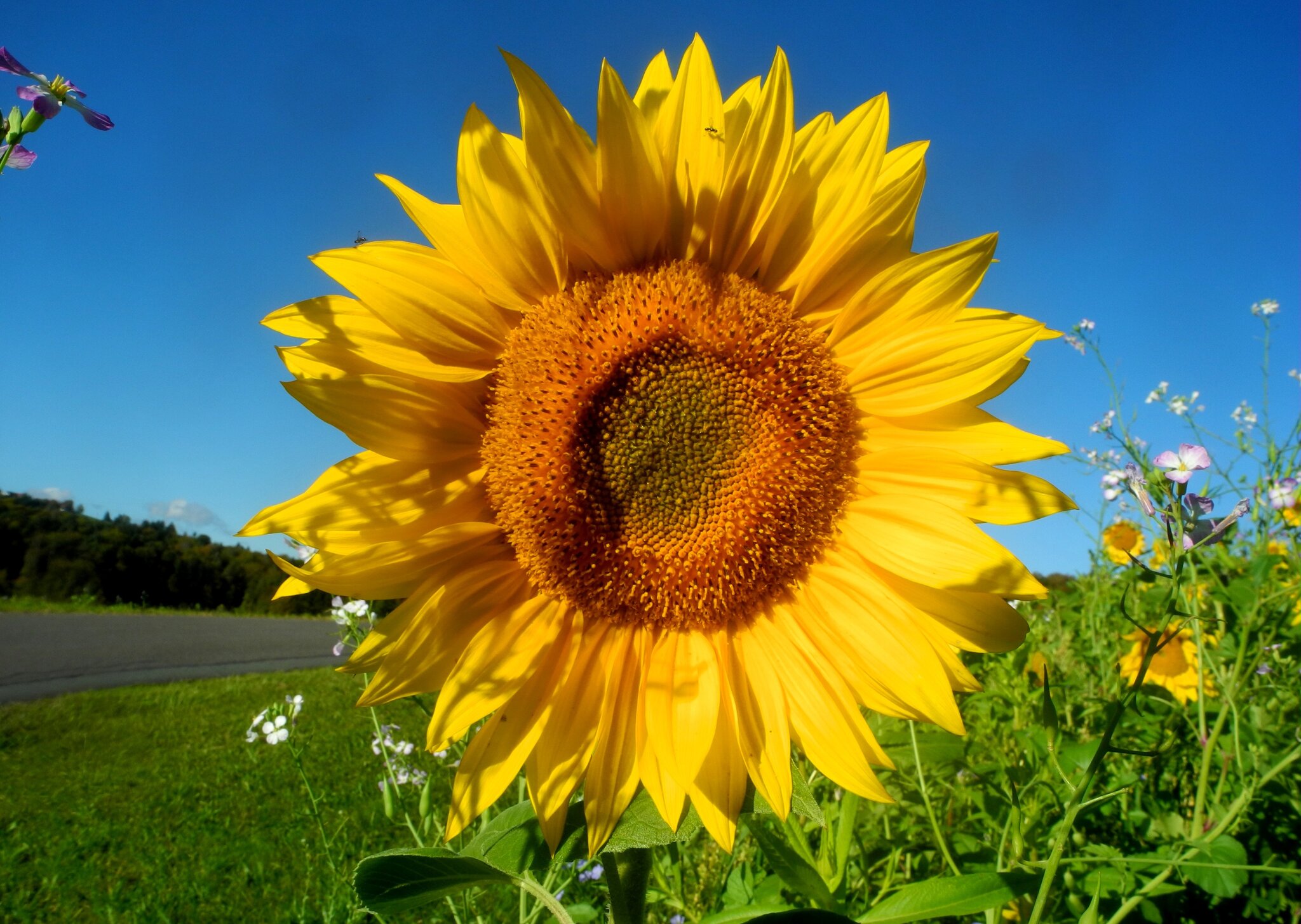 Blüten der Sonnenblumen, wie lange noch