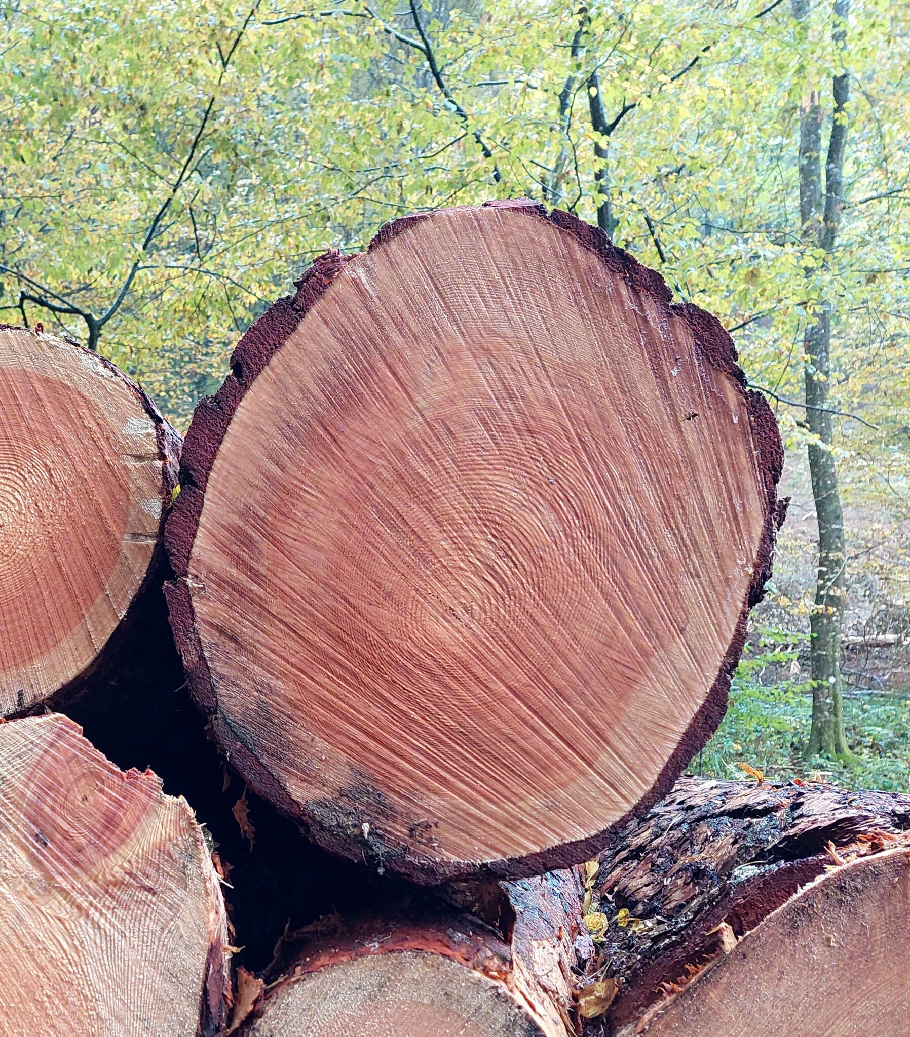 Naturliches Harzreiches Baumaterial