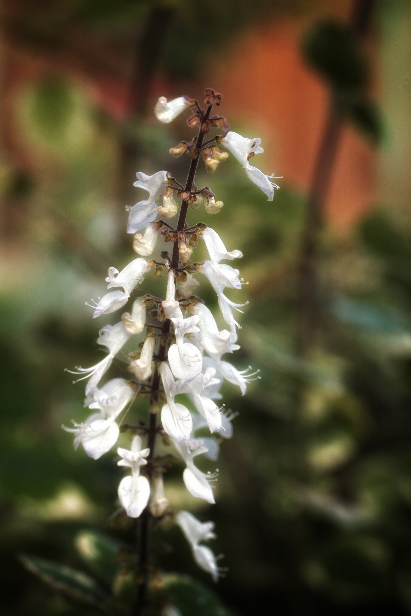 Blütenpracht in Weiß