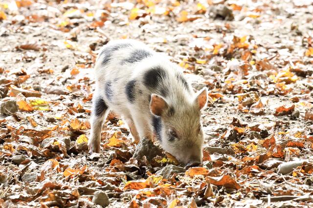 Niedliches ferkel im Herbstlaub  | Foto: Sabrina Moser-Hirner