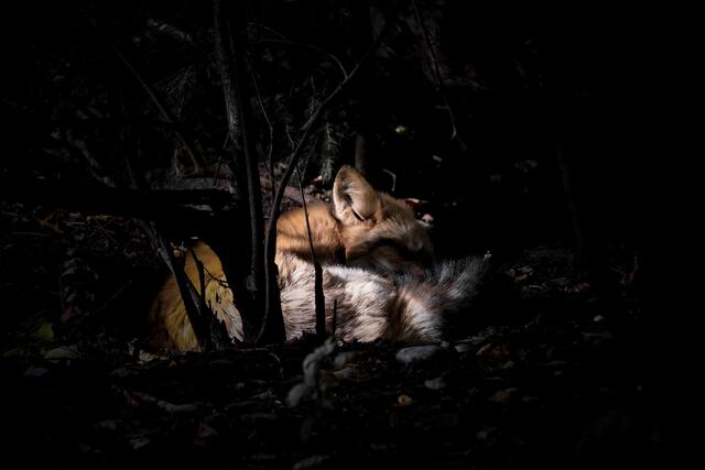 Ein schlafender Fuchs im Wald | Foto: Sabrina Moser-Hirner