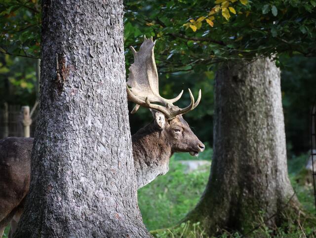 im Wald | Foto: Sabrina Moser-Hirner