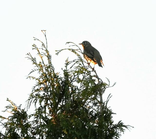 Misteldrossel in untergehender Sonne am Friedhof Hietzing | Foto:  Zuzana Kobesova