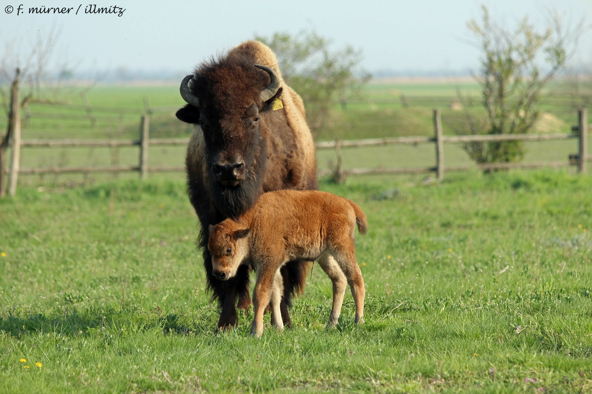 Bison