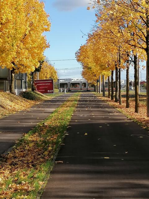 die Helios Allee, Ahornbäume