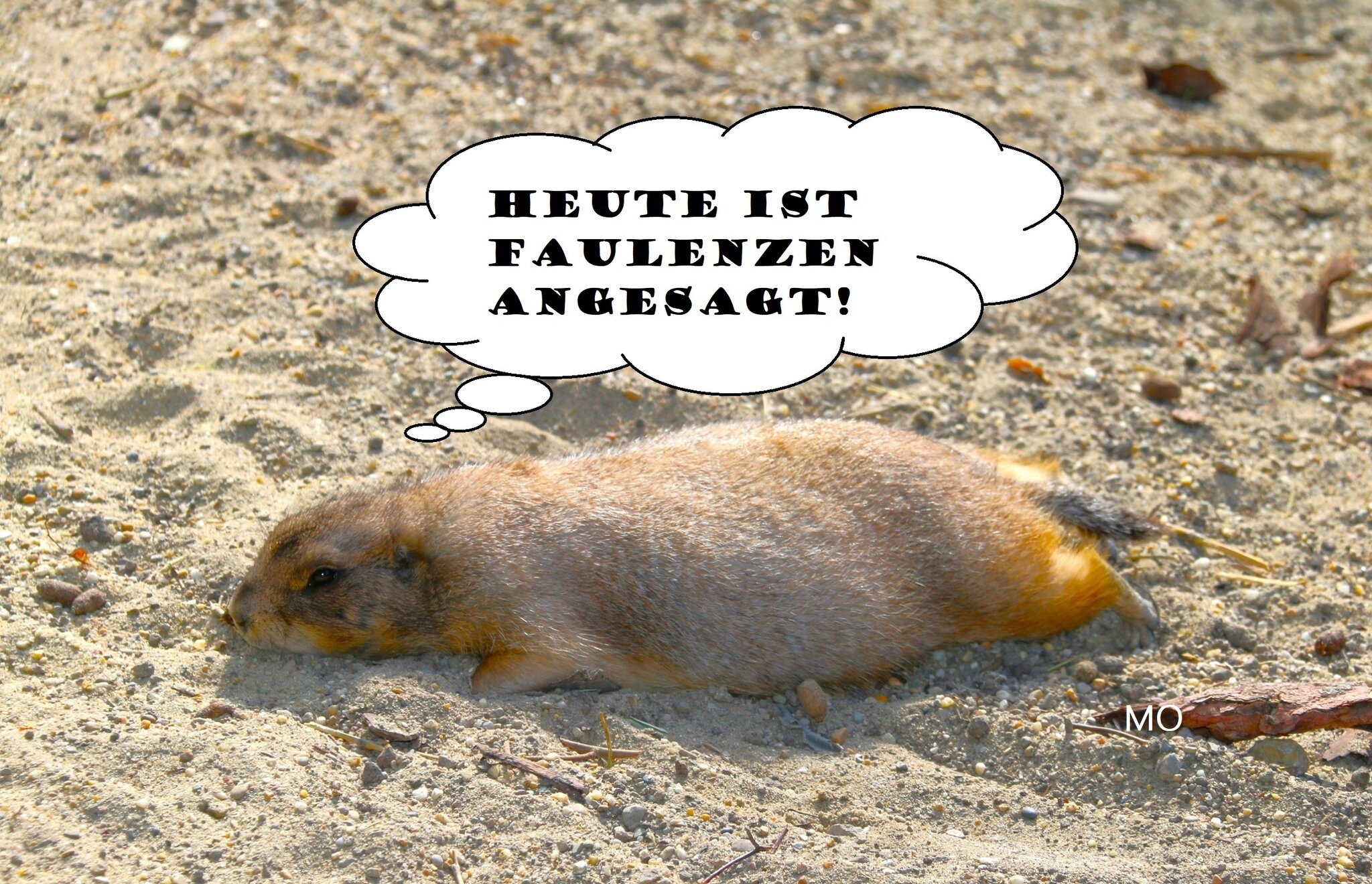 Elegantes Lustige Bilder Faulenzen Fotos