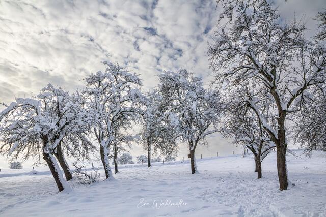 Winter in der Streuobstwiese im Naturpark Obsthügelland | Foto: Eva Wahlmüller