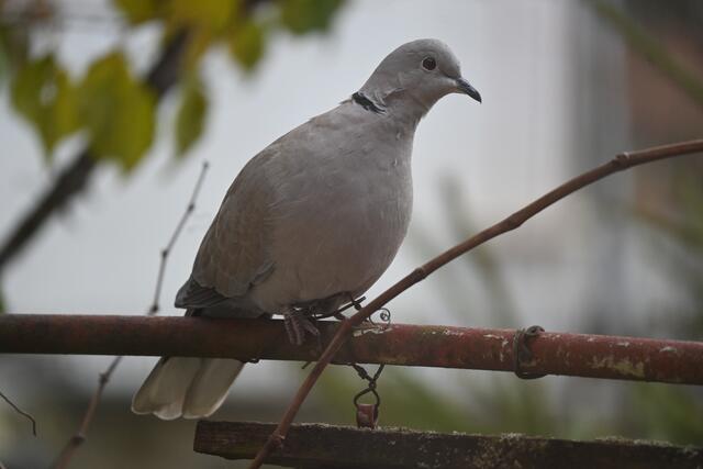 Foto: Zuzana Kobesova 2023