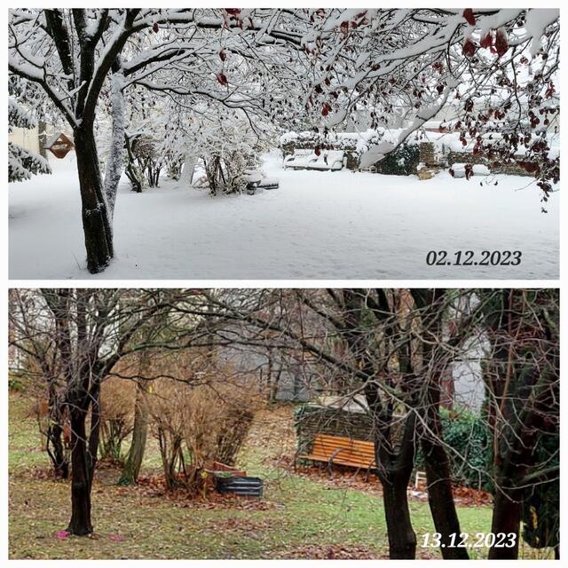 Schnee von vor 10 Tagen ist weggeschmolzen. Bis dahin sind manche Bäume unter der Last zusammengebrochen (nicht im Bild). Blätter haben die Bäume jedenfalls verloren.

 | Foto: Zuzana Kobesova 2023