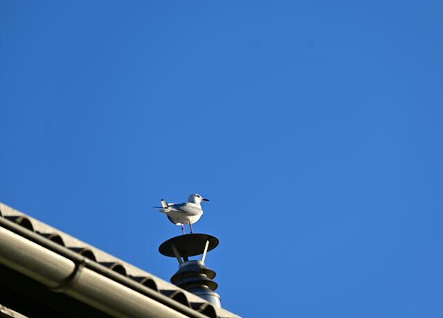 Neben Krähen und Kohlmeisen bewachen neuerlich auch 3 Möwen die Gärten zwischen Gersthofer und Schöffelgasse. Es gibt Ordnung, denn auch Krähen haben Respekt vor den 3 wendigen, energischen Bumerangen 😃.

 | Foto: Zuzana Kobesova 2023