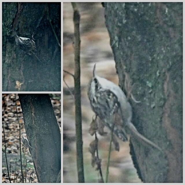 Gartenbaumläufer - ein senkrecht kraxelnder Federknäuel

Mehr zur Vogelart: https://www.nabu.de/tiere-und-pflanzen/voegel/portraets/gartenbaumlaeufer/

 | Foto: Zuzana Kobesova 2023