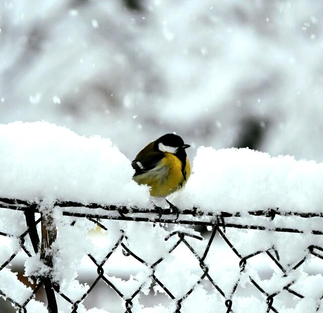 Kohlmeise auf dem verschneiten Zaun  | Foto: Zuzana Kobesova 2023