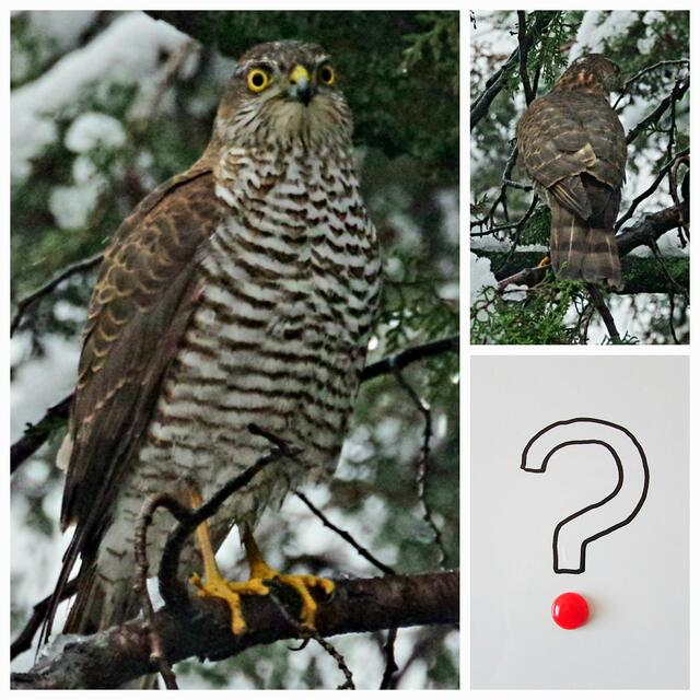 Von hinten eine komische Amsel? Von wegen - ein Sperber! Nur Sekunden nach dem Foto hat er sich seine Mahlzeit geholt. 
 | Foto: Zuzana Kobesova 2023; Fragezeichen: PIX1861 auf pixabay.com