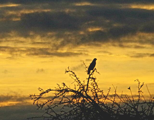 Ein Greifvogel in untergehender Sonne (auf der Fahrt aus Slowakei nach Wien). | Foto: Zuzana Kobesova 2023