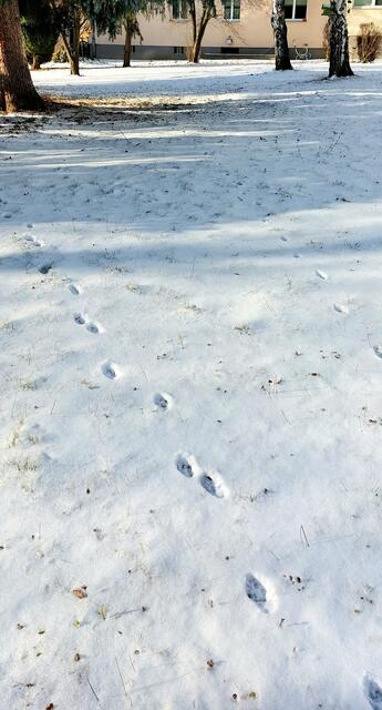 Spuren im Schnee - was für ein Tier war das denn? 
Diese Spuren konnte ich entdecken am 9.1., offenbar nach nächtlichem Strawanzen von einem wilden Ungeheuer (z.B. Fuchs 😄).
 | Foto: Zuzana Kobesova 2024