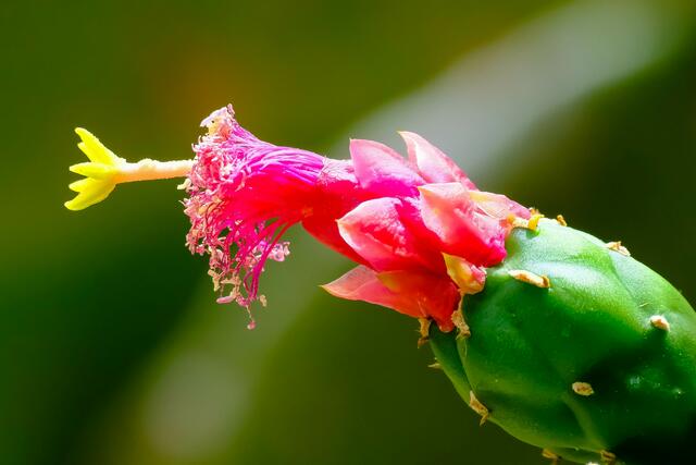 santa rita kaktus Shop "Opuntia Santa Rita Prickly Pear" Care & Growing Guide