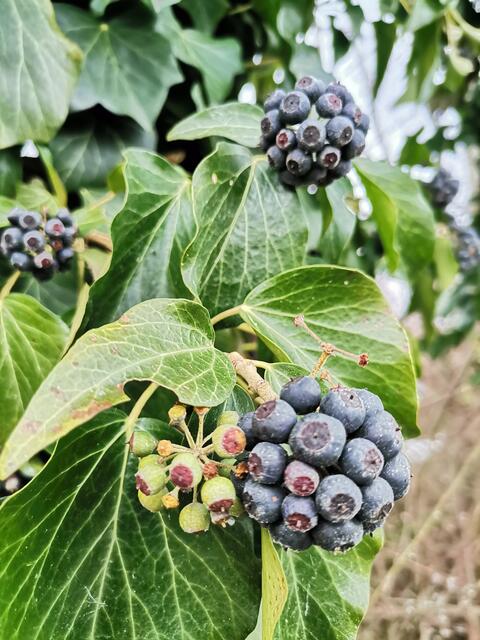 Efeu Beeren
