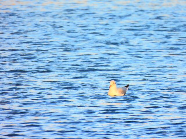 Lachmöwe in Wiener Kaiserwasser | Foto: Zuzana Kobesova 2024