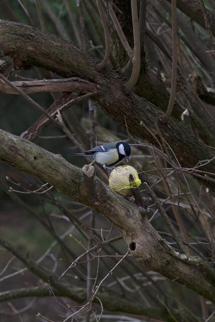 Genussvoll pickt die hungrige Kohlmeise Korn für Korn aus dem Meisenknödel. | Foto: Santrucek