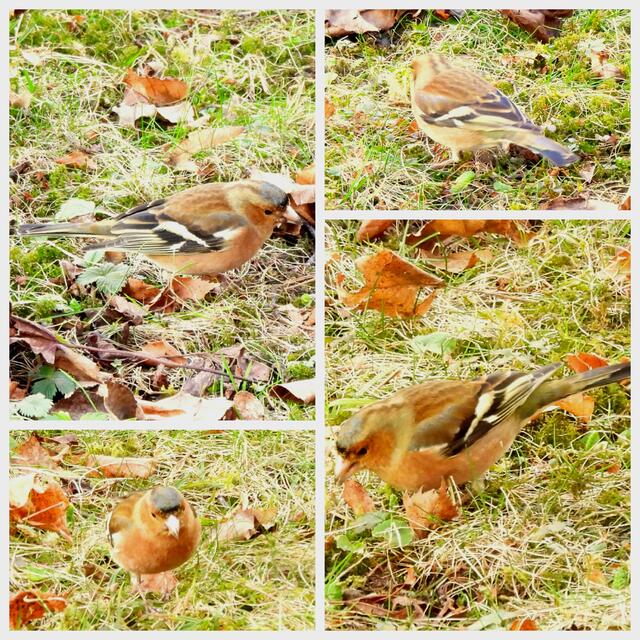 Buch- oder Bergfink? Wer kennt sich da aus? | Foto: Zuzana Kobesova 2024