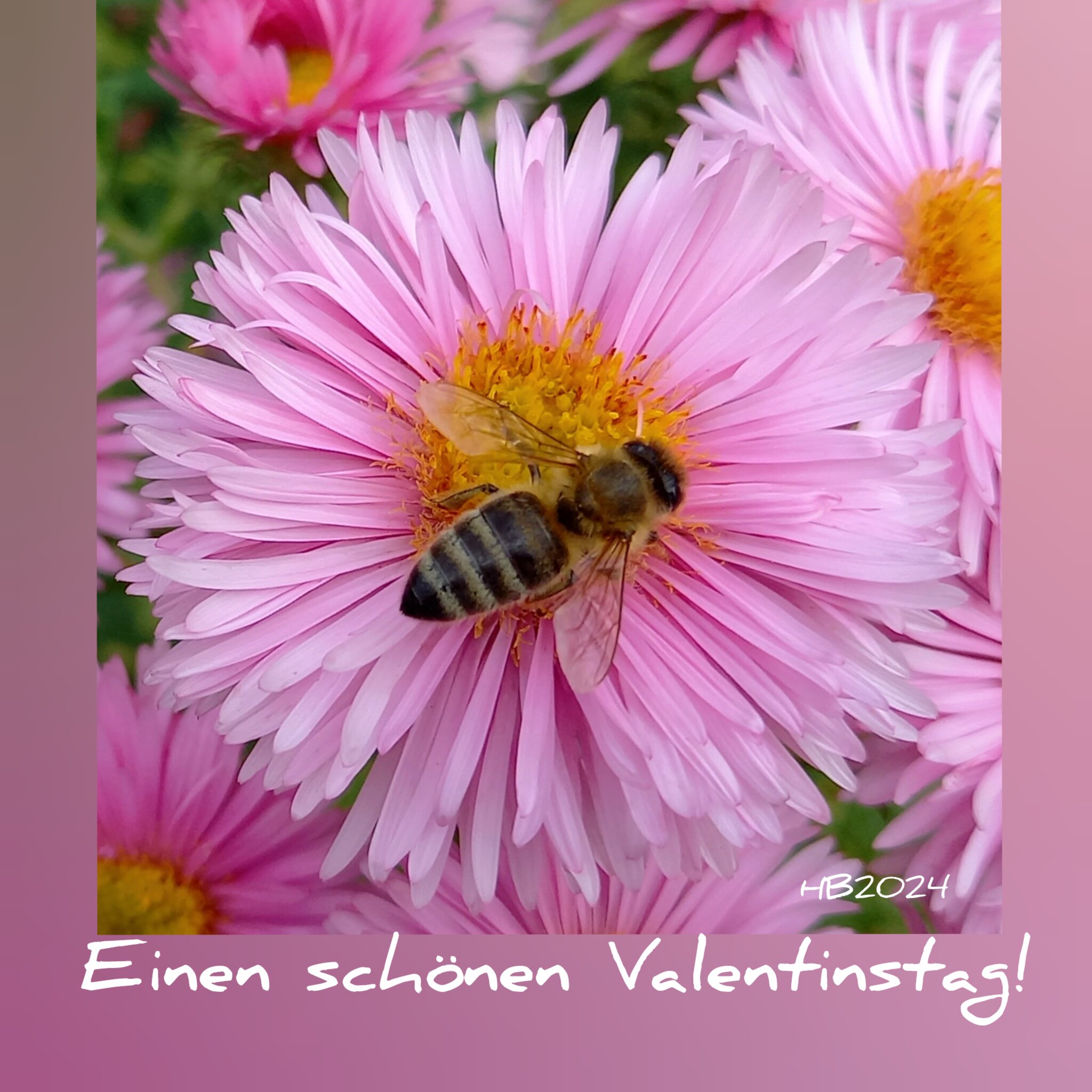 Einen schönen Valentinstag wünsche ich euch allen......