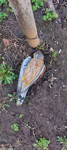 Dieser Turmfalke Nähe Bushaltestelle 57A Fendigasse hat seinen letzten Flug wohl schon hinter sich 😢

Die Beobachtung habe ich gemeldet beim Projekt der Stadt Wien: https://www.umweltberatung.at/turmfalken

Info aus meiner Nachlese: Turmfalken sind in der EU streng geschützt und bald beginnt ihre Brutzeit. Falls auch ihr euch Turmfalken-fit machen wollt, hier findet ihr dafür ausführliche Infos der Stadt Wien:

https://www.wien.gv.at/umweltschutz/naturschutz/biotop/turmfalke.html#gefaehrdung | Foto: Zuzana Kobesova 2024