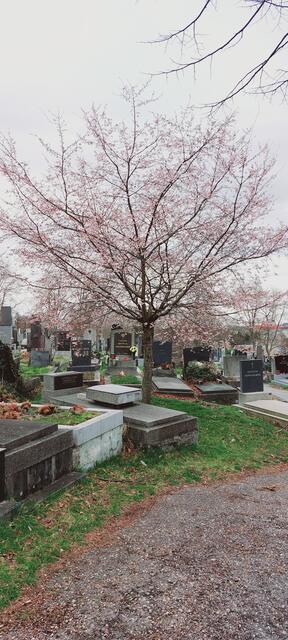 In voller Blüte am Friedhof Hernals. Nal sehen, ob der Baum die nächste Kälteperiode übersteht... der Klimawandel lässt grüßen.  | Foto: Zuzana Kobesova 2024