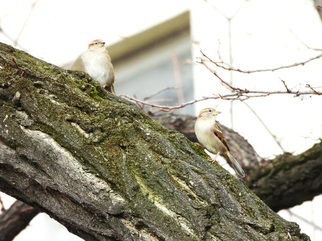 Die Haussperlinge flattern zwischen den Gebäuden uns Bäumen in der Staudgasse und angrenzender Schule. Geben auch Sie Acht, die Vögel suchen vermutlich schon nach Brutplätzen.

Auf StreetMap finden: https://osm.org/go/0JrDtshTW--?way=38665944
 | Foto: Zuzana Kobesova 2024