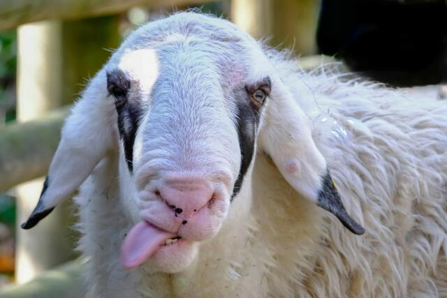 Die Welt ist schön Milord