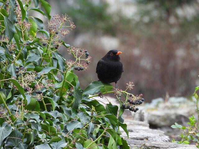 Amselmännchen mit skeptischem Blick - Hey du, hier ist es mein Revier! 😊. Der Frühling kann beginnen...
 | Foto: Zuzana Kobesova 2024