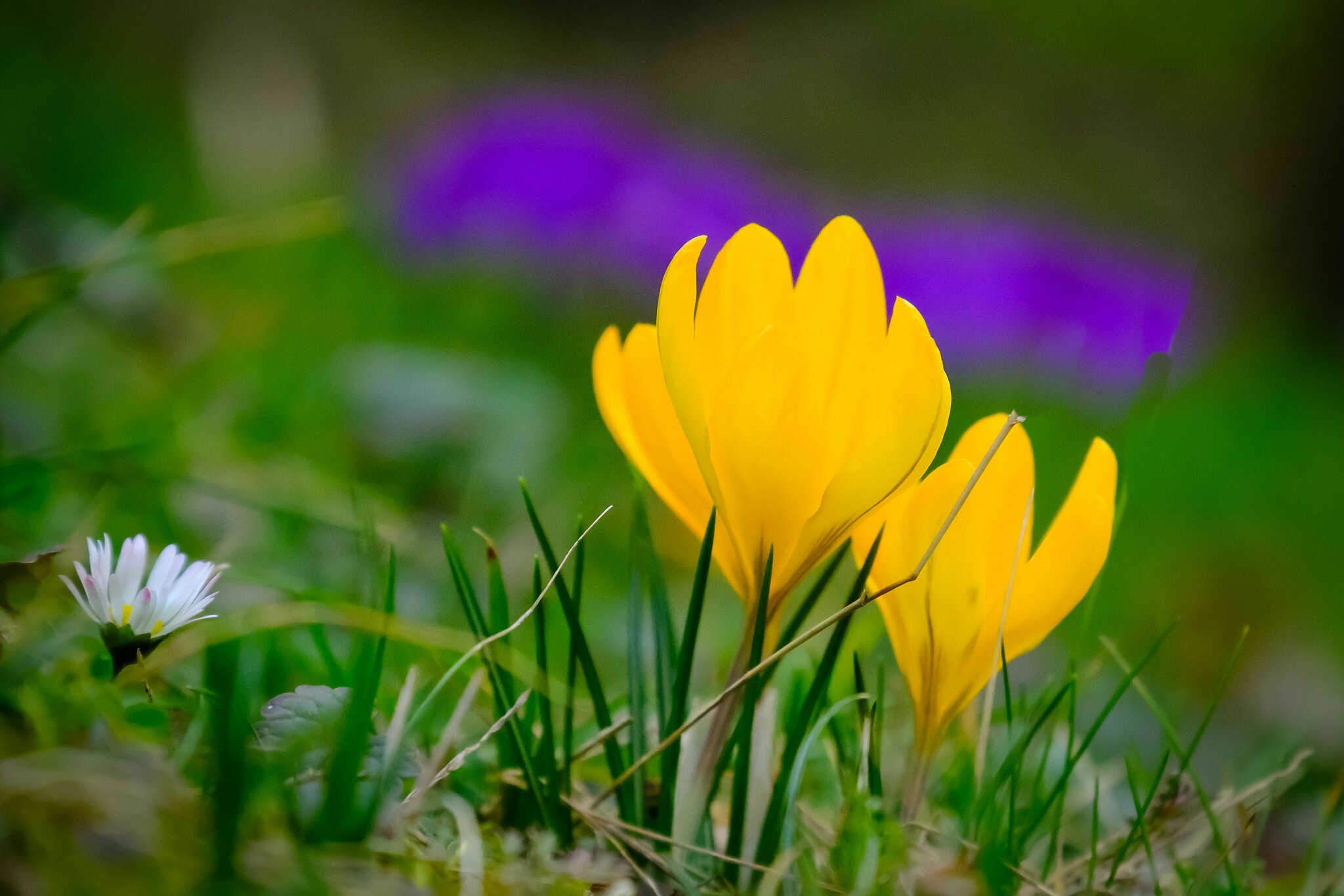 Immer wieder kommt ein neuer Frühling